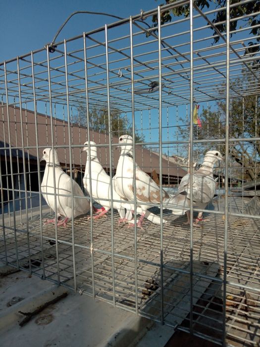 Turturele rozătoare de vînzare