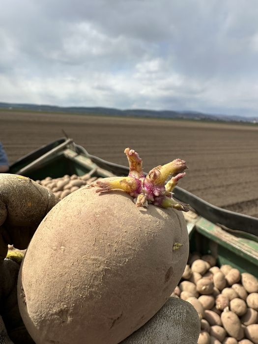 Sămânță de cartofi 2025