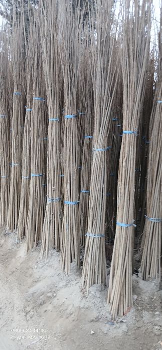 Терак кучатлари оптом сотилади 1-2-3 йиллик