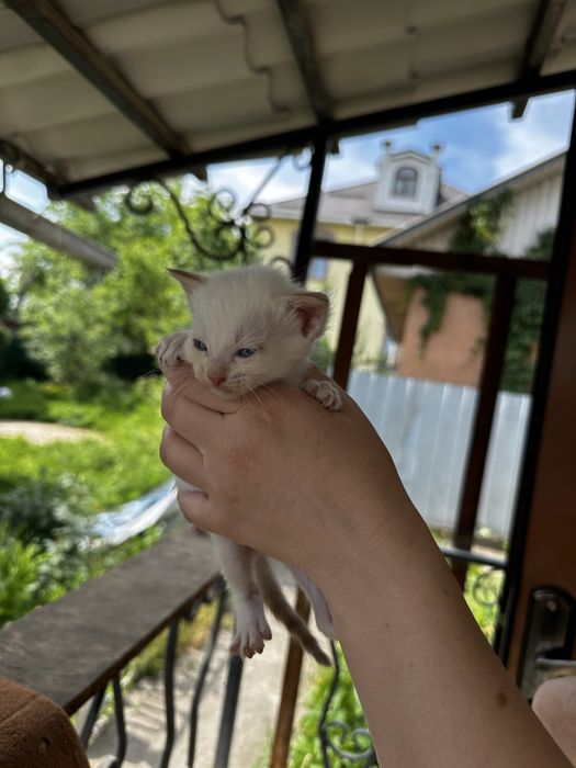 Отдам котят в хорошие руки