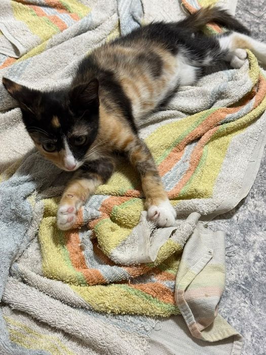 Котята в добрые руки город Алматы