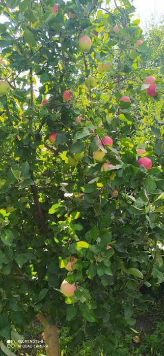 Продам дачу Восход в хорошем месте