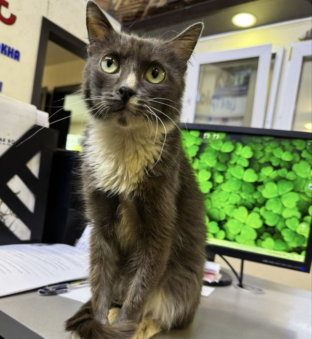 Милая кошечка ищет дом!!!