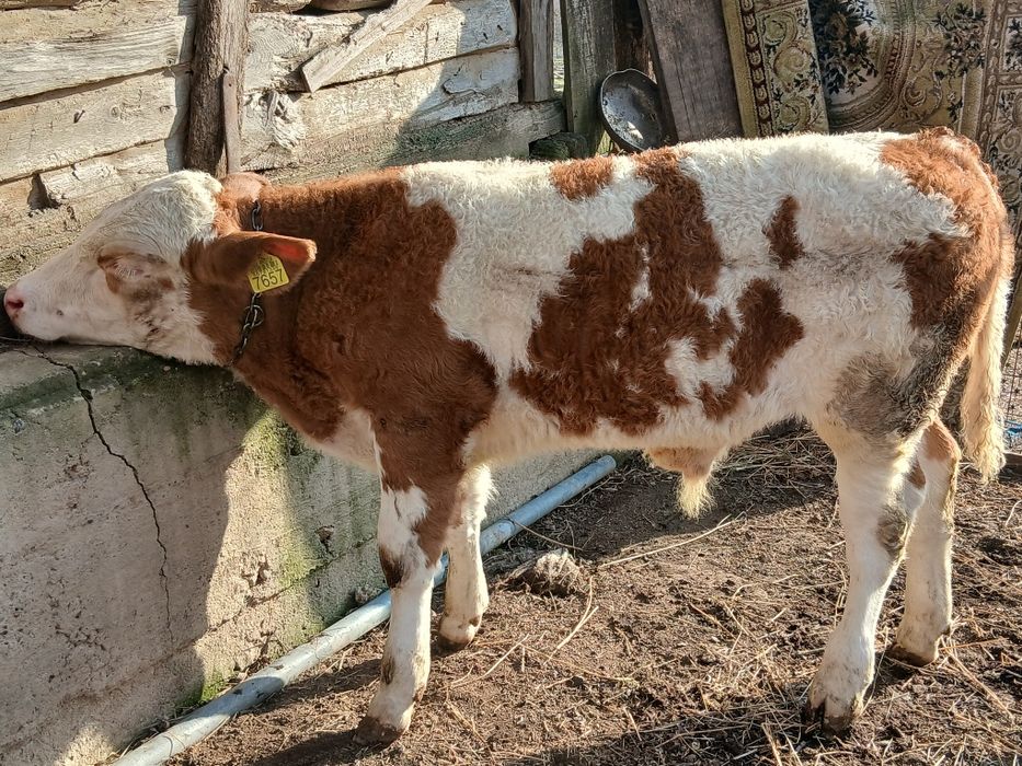 Vând 2 taurasi frumoși