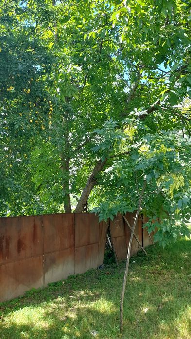 De vinzare pomi NUCIptr cherestea maturitate