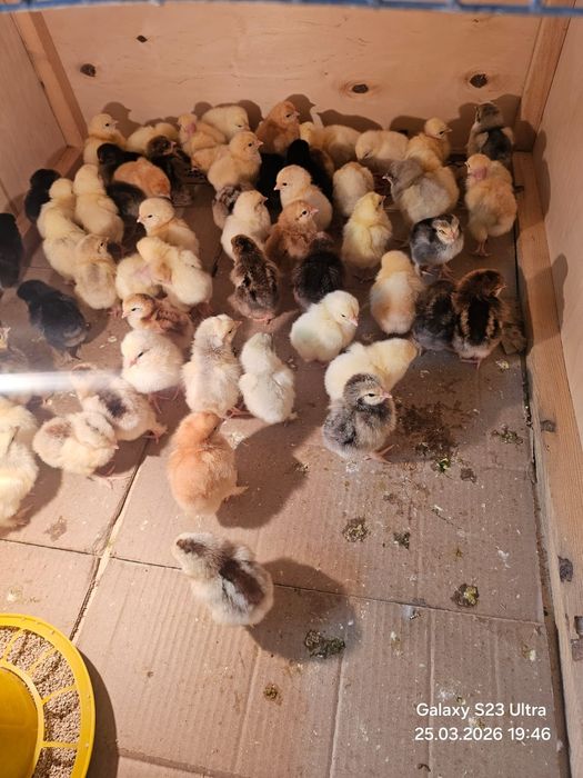 Цыплята домашнии