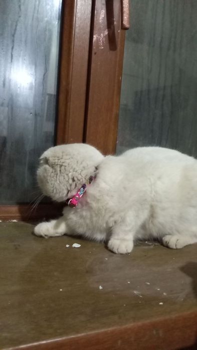 Нашли кошечку вислоухая