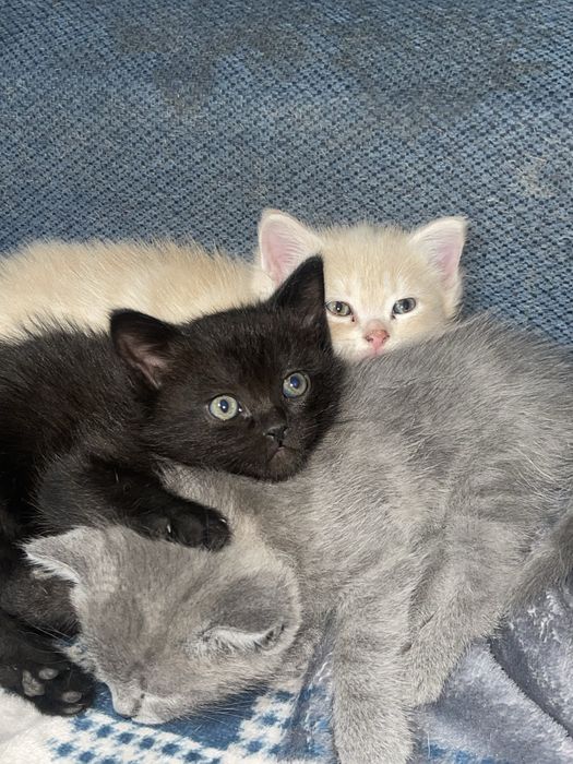 Котята скоттиш страйт
