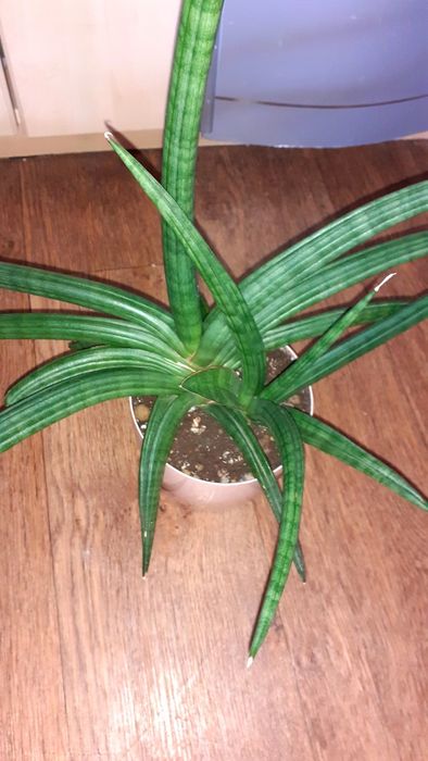 Сансевиерия Сансевьера Цветы Растения