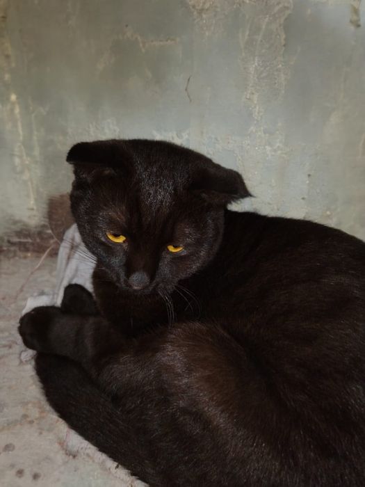 Котята  кошки и коты