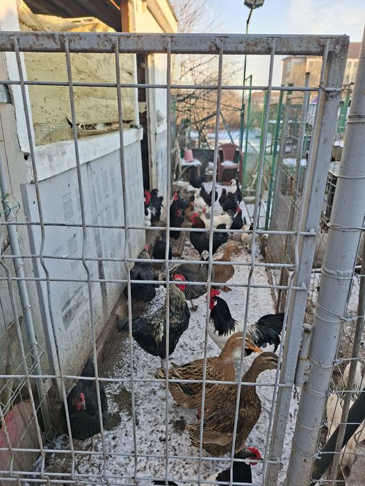 Vând gaini cocoși si pui de curte famili de păsări de rasa