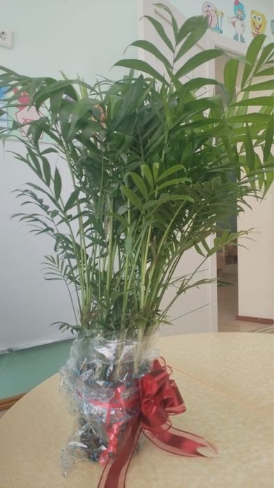 Растение Хамедория многолетнее
