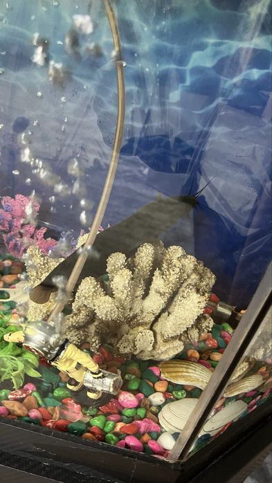 Продам рыбу сом