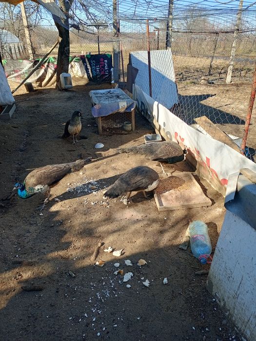 Pauni vor sa zboare am 2 perechi