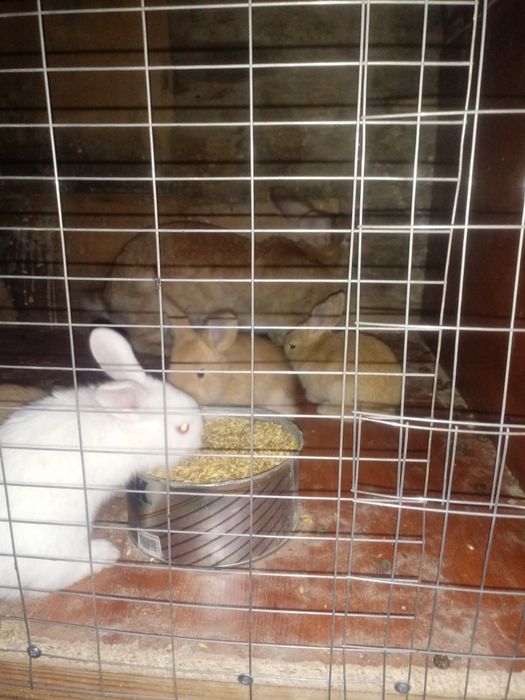 Кралята месячные прадам