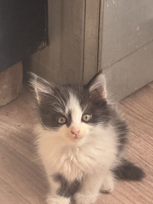 котенок девочка даром
