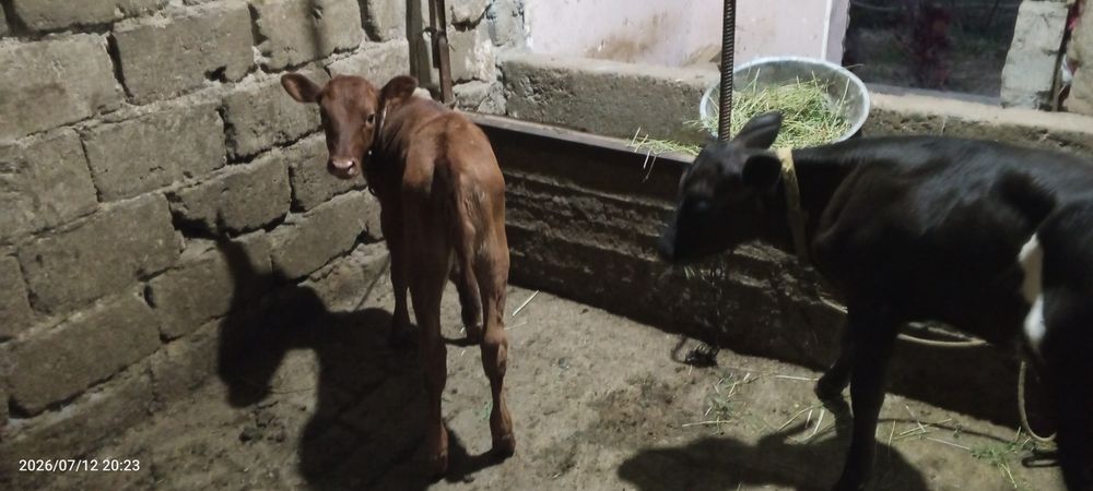 Ona bola sigir sotiladi