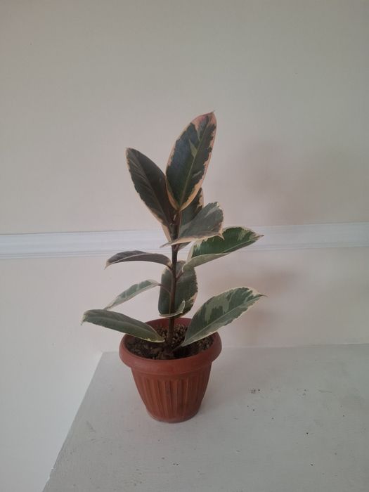 Продаю комнатные цветы