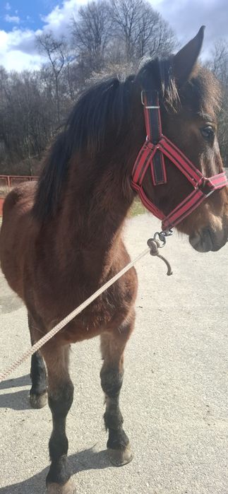 Vând mânji diferite vârste