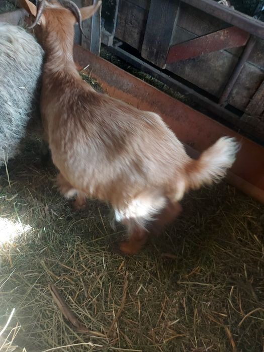Vând ieduță tânără