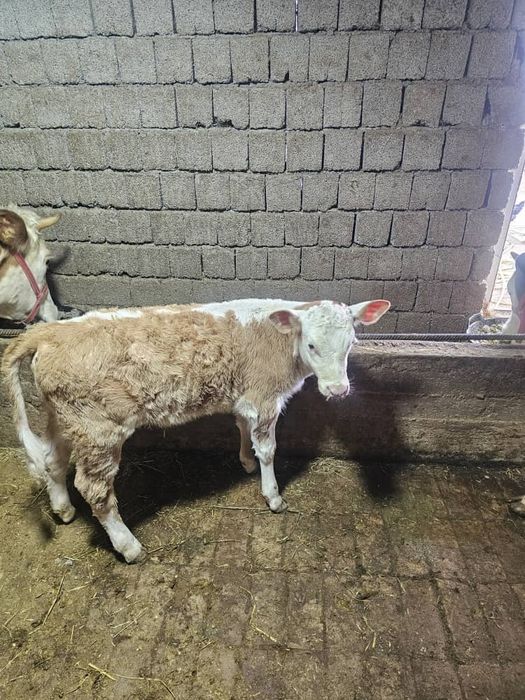 Она бола сментал .. Гонажин гибрит сментал сотилади соглом гарантия