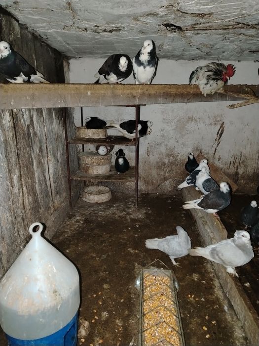 Vand porumbei birmingham