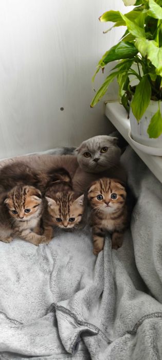 Породистые котята