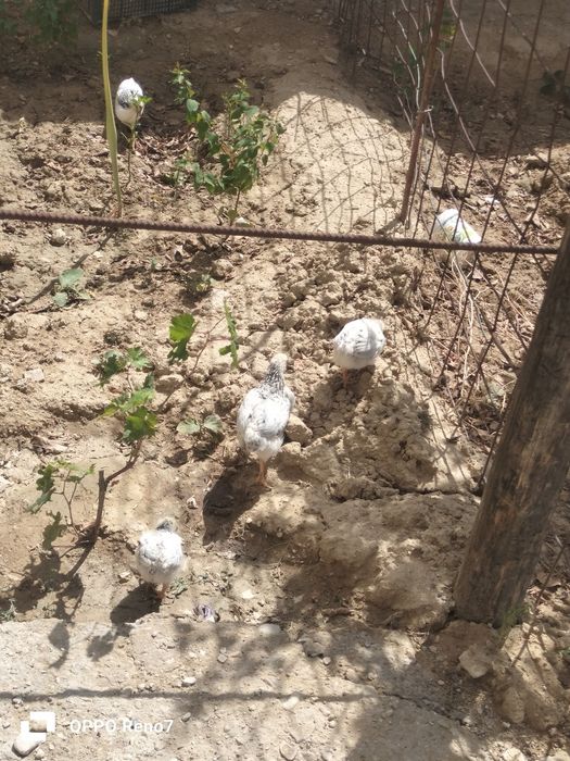 Адлер тауык птицы