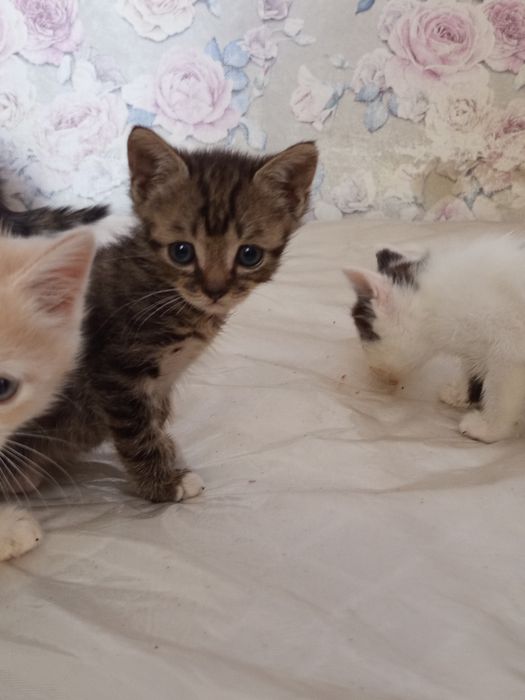 Отдам котят 1.5 месяца