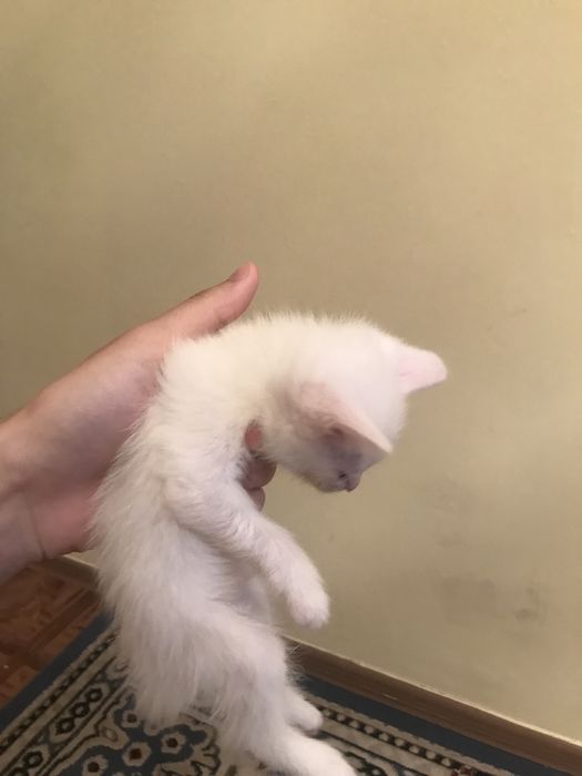 Отдам котят в добрые руки!!!