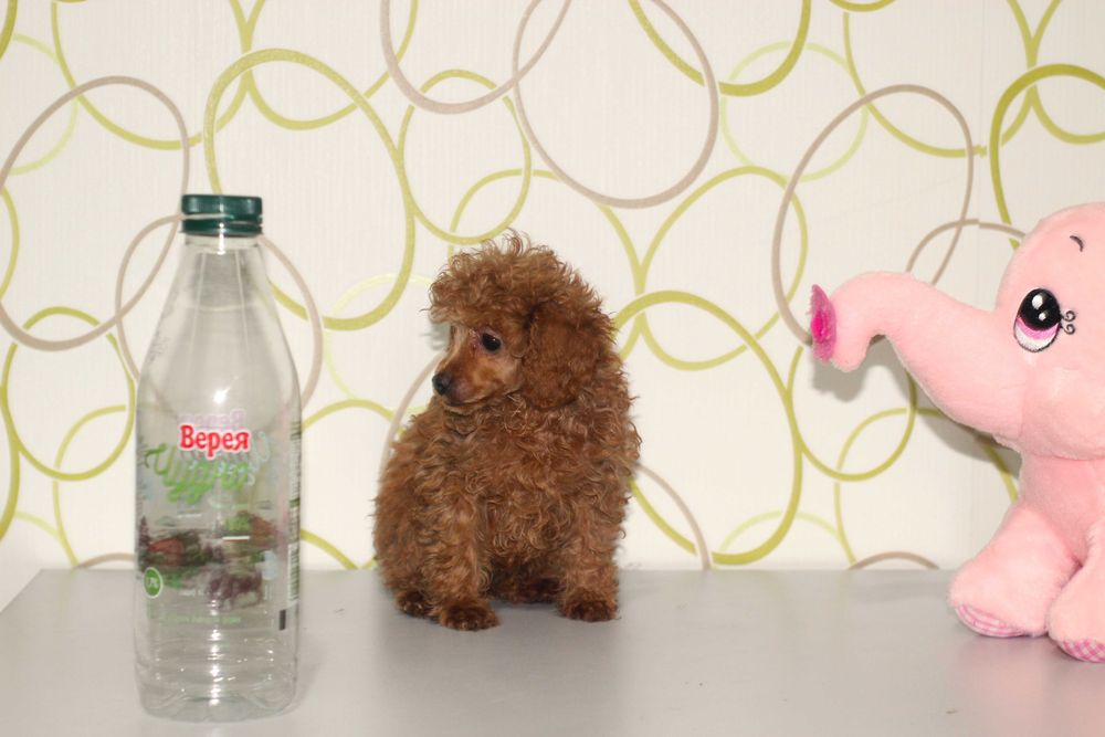 Той пудел бебета от родословни родители