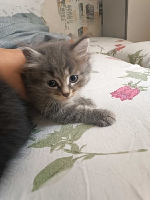 Отдам очень красивых  котят!