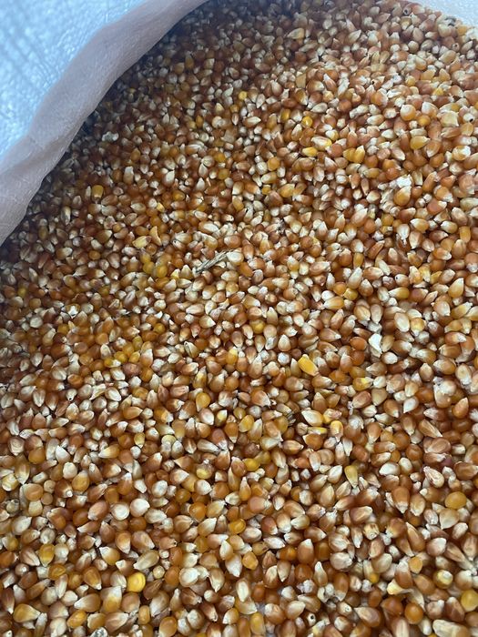 Продам кукурузу попкорн