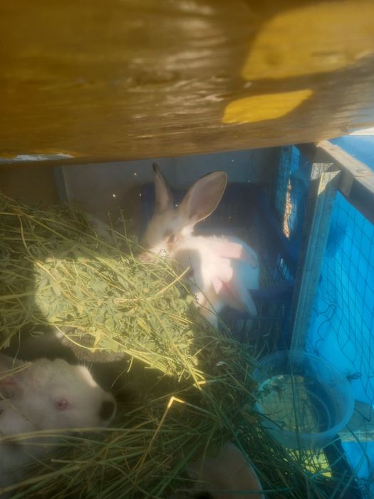 Великан куёнлар болалари каталоги хам бор 100 бошланади