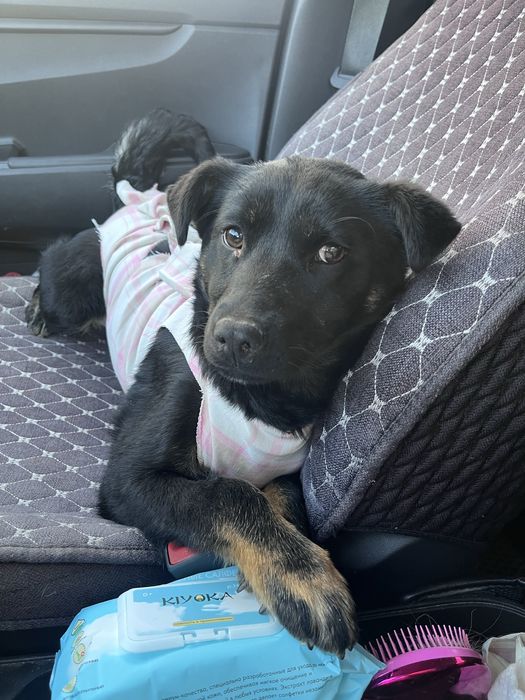 Отдам стерилизованрую девочку подростка