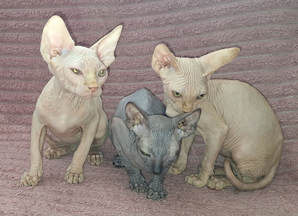 Котята Канадские