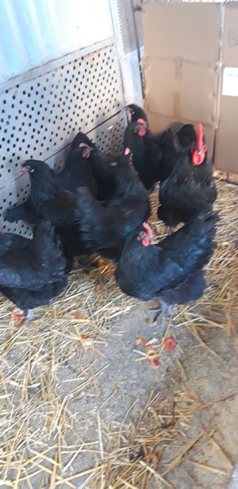 Vind oua si pui  Wiandotte  ,G S G,  Australop