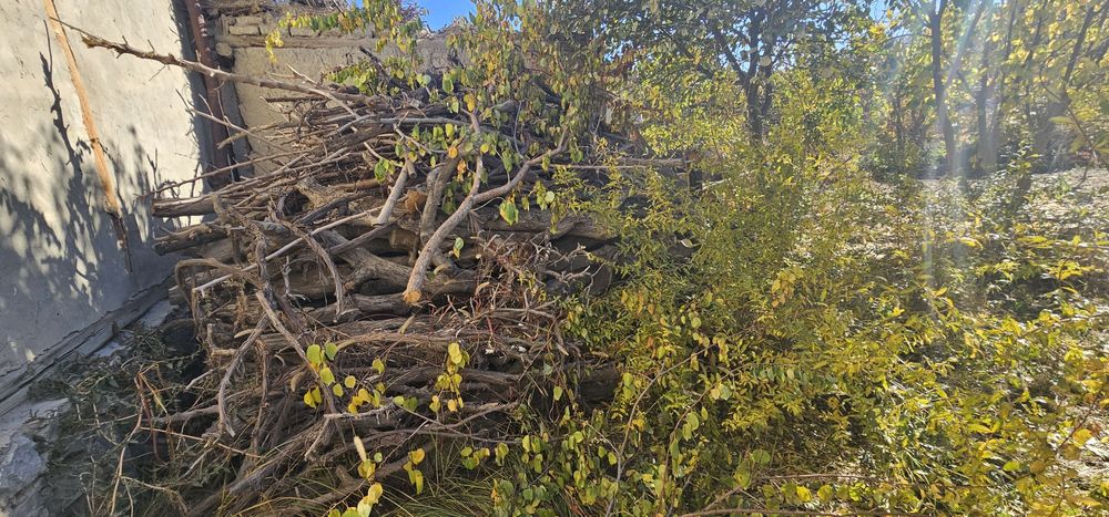 O'tin tarasha sotiladi