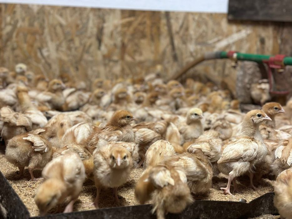 Кокошки носачки TETRA SL