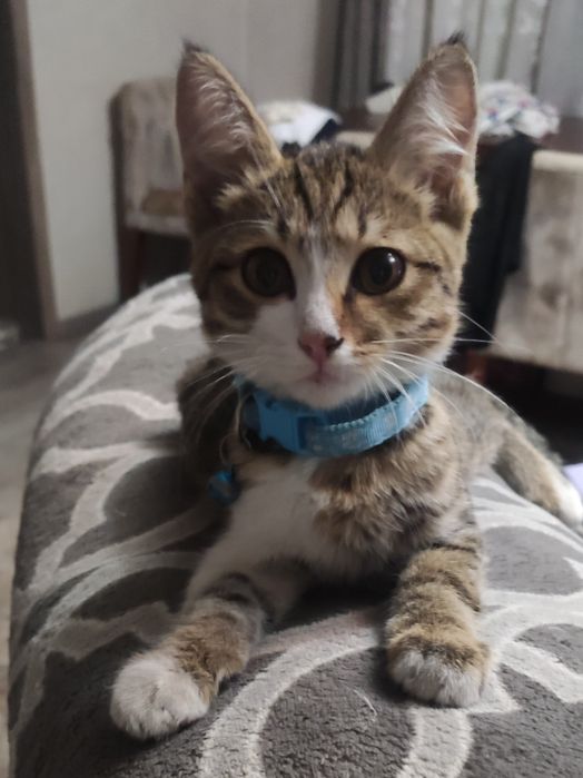 Котик ищет дом   .
