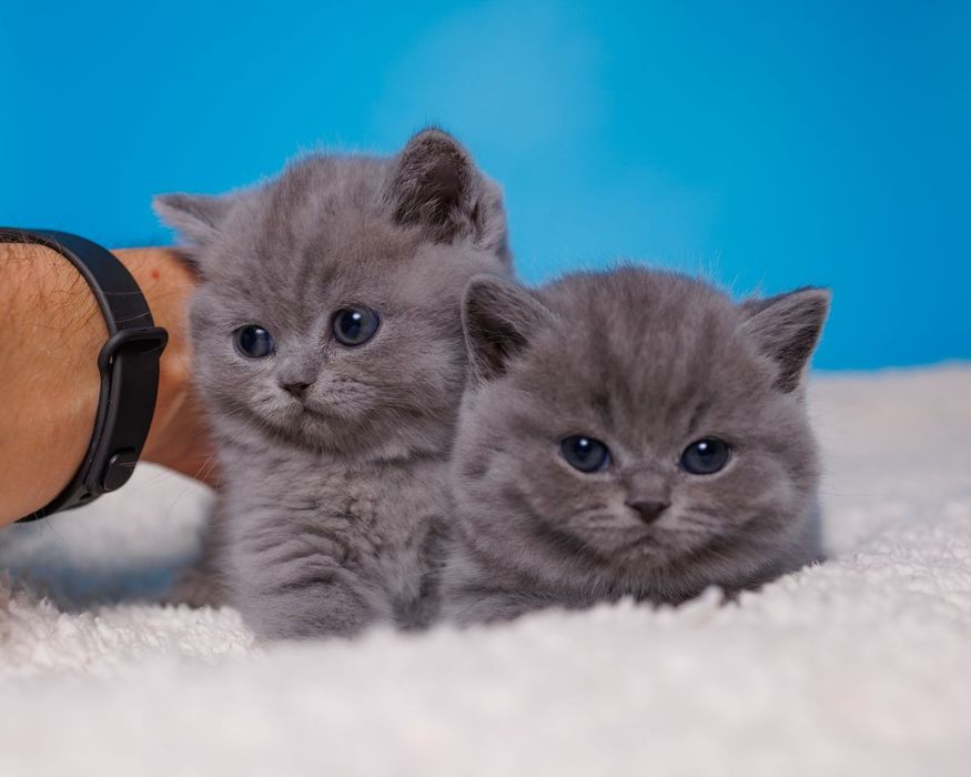 Британские котята голубого окраса