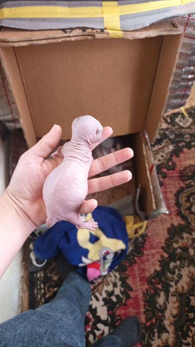 Котята конадского Сфинкса