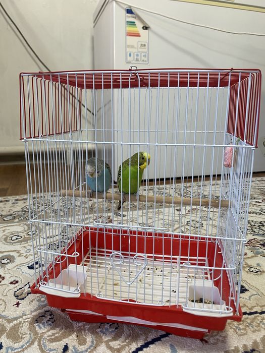 Попугай домашный