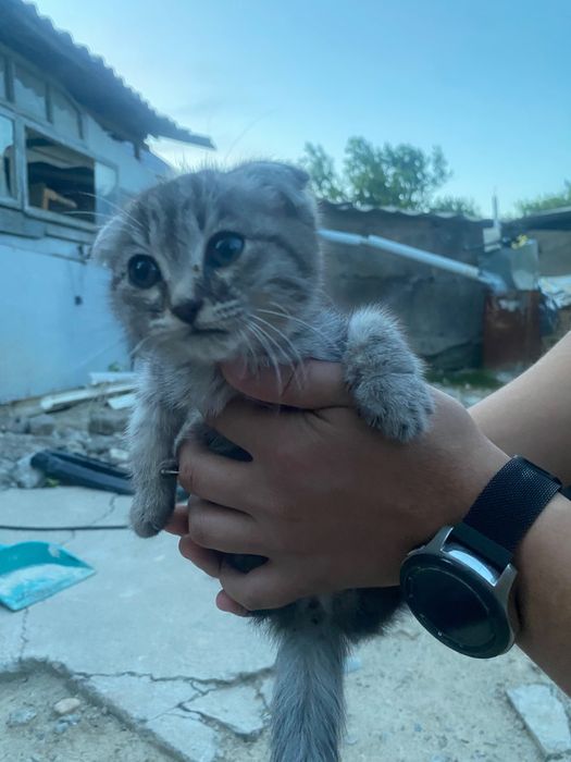 котенок веслоухая