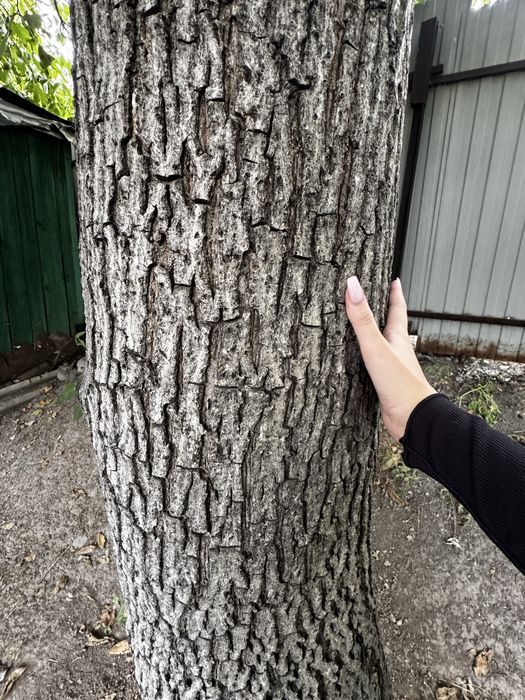 Продам дерево ОРЕХ