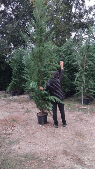 Plante ornamentale la cele mai bune prețuri