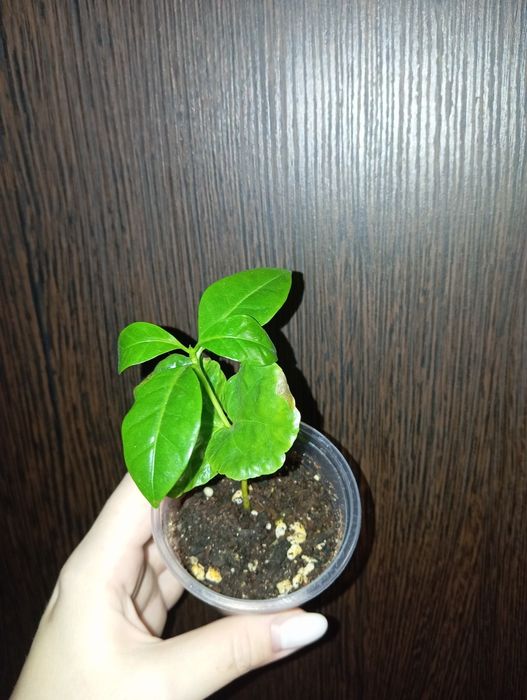 Продам Кофе Арабика