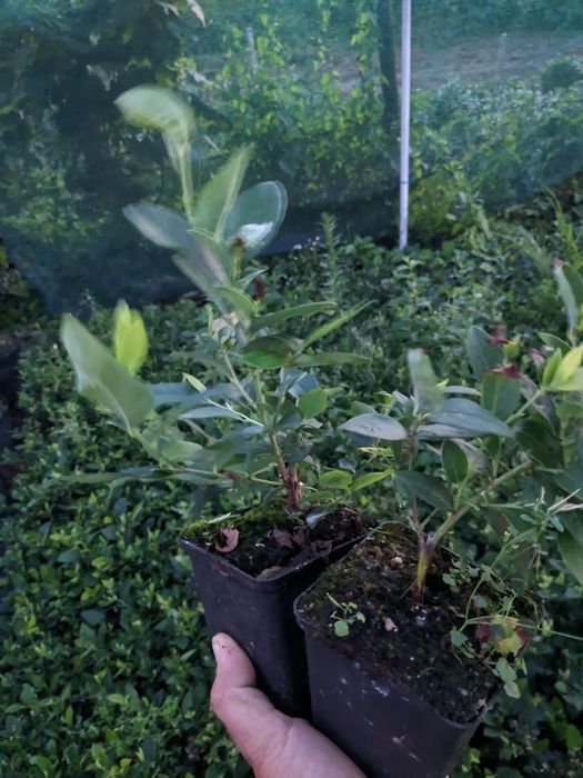 Butasi aronia, afin, coacaz