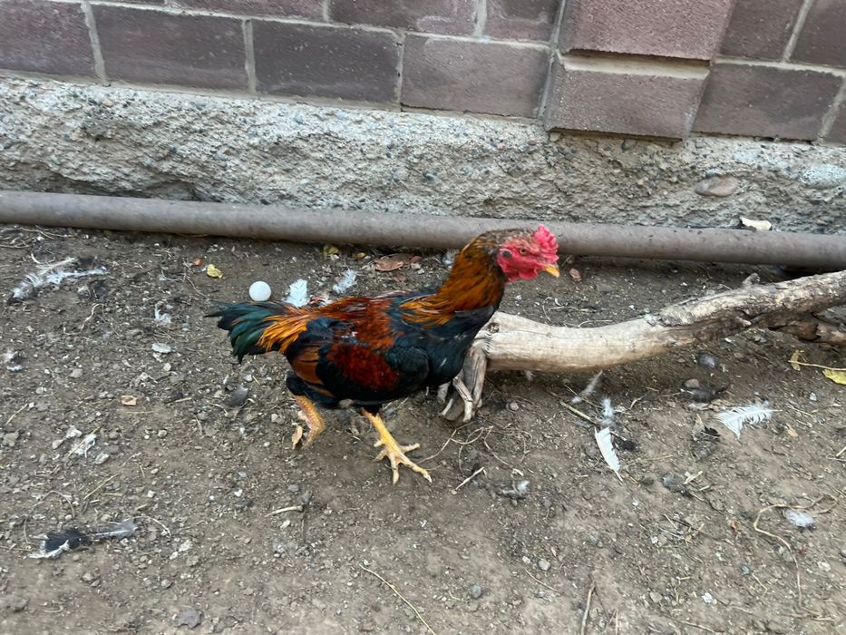 Бойцовый петух кораз