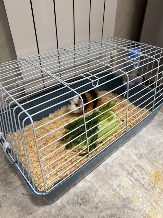 Морская свинка Малчик красавчик